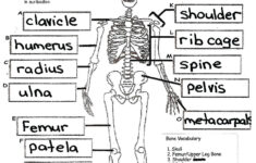 anatomy and physiology printable worksheets 159 1 Physiology For Kids Google Search Skeletal System Worksheet Human
