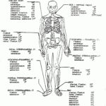 Anatomy And Physiology Printable Worksheets 159