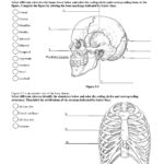 Anatomy And Physiology Printable Worksheets 159