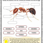 Ant Worksheets Printables 159