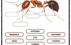Ant Facts Worksheets Information For Kids Insects For Kids Ants