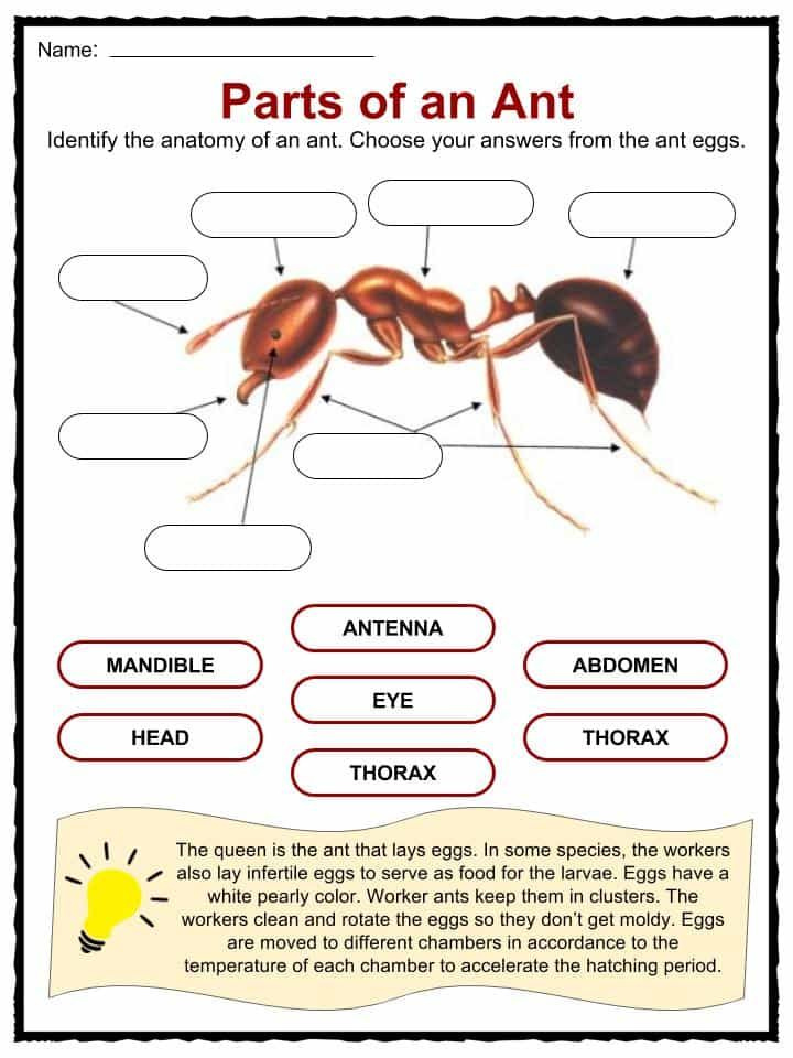 Ant Facts Worksheets Information For Kids Insects For Kids Ants 