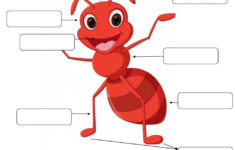 Body Of An Ant Worksheet