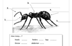 ant worksheets printables 159 3 Ants Worksheet Free ESL Printable Worksheets Made By Teachers