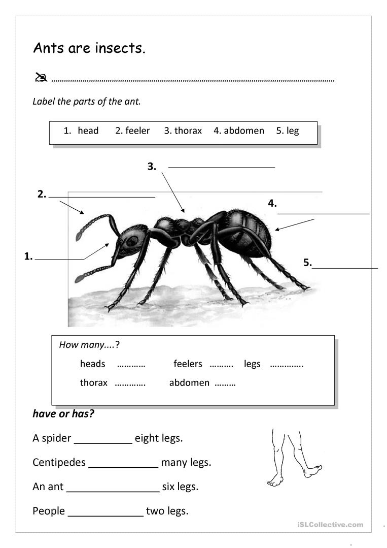 Ants Worksheet Free ESL Printable Worksheets Made By Teachers