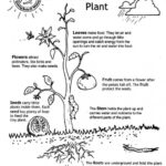 Free Plant Life Cycle Worksheet Printables 159