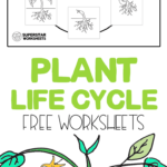 Free Plant Life Cycle Worksheet Printables 159