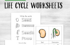 Free Plant Life Cycle Worksheet Printables Printable Worksheets