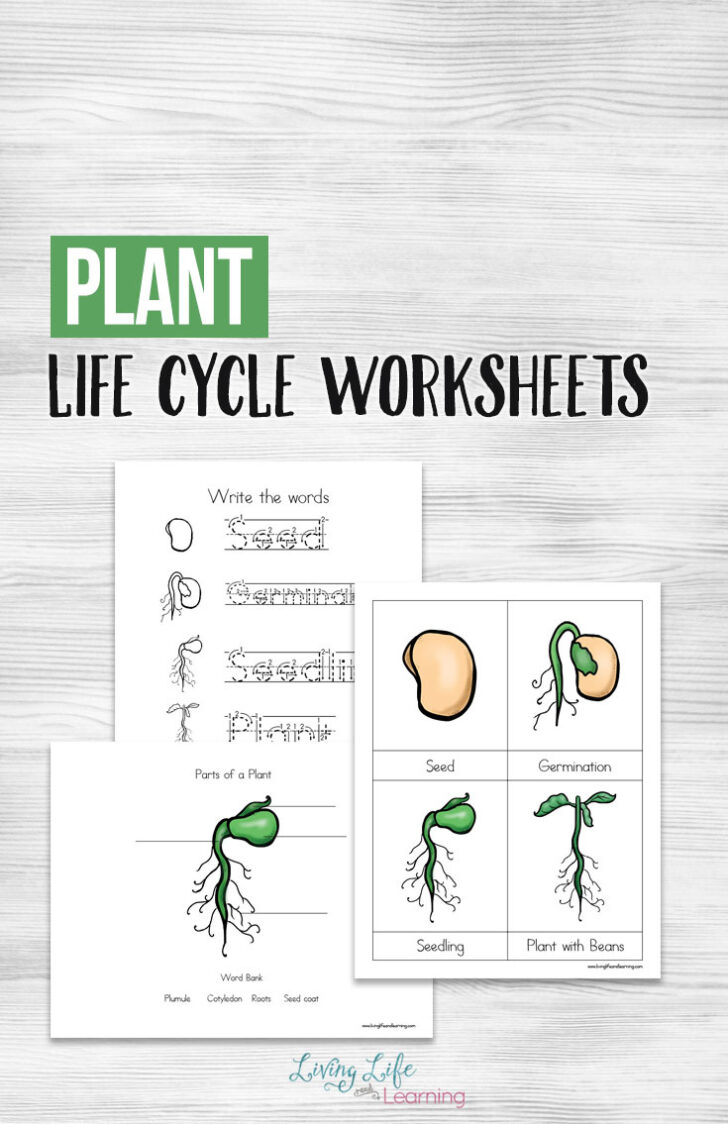 Free Plant Life Cycle Worksheet Printables-159 