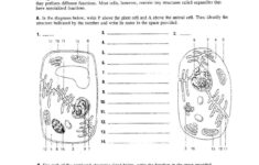 High School Biology Worksheets Db excel