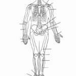 Free Printable Human Anatomy Worksheets 159