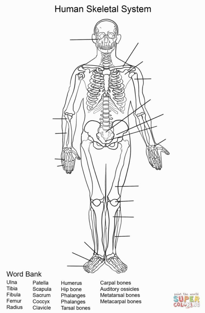 Free Printable Human Anatomy Worksheets159 Lyana Worksheets