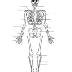 Free Printable Human Anatomy Worksheets 159