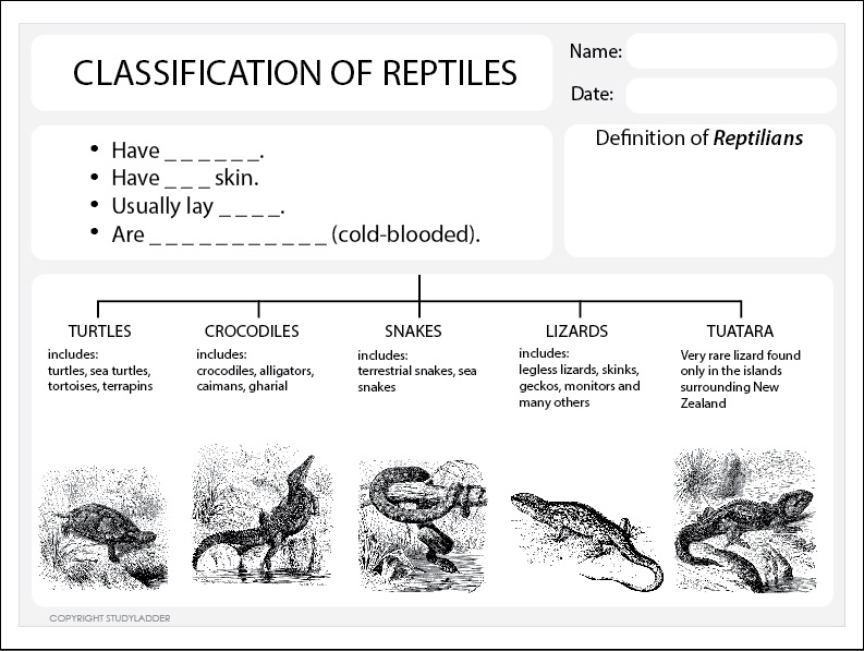 Classification Of Reptiles Worksheet Studyladder Interactive Learning 