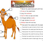 Free Printable Worksheets Animal Adaptations 159