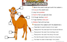 free printable worksheets animal adaptations 159 1 Free Printable Worksheets Animal Adaptations Printable Worksheets