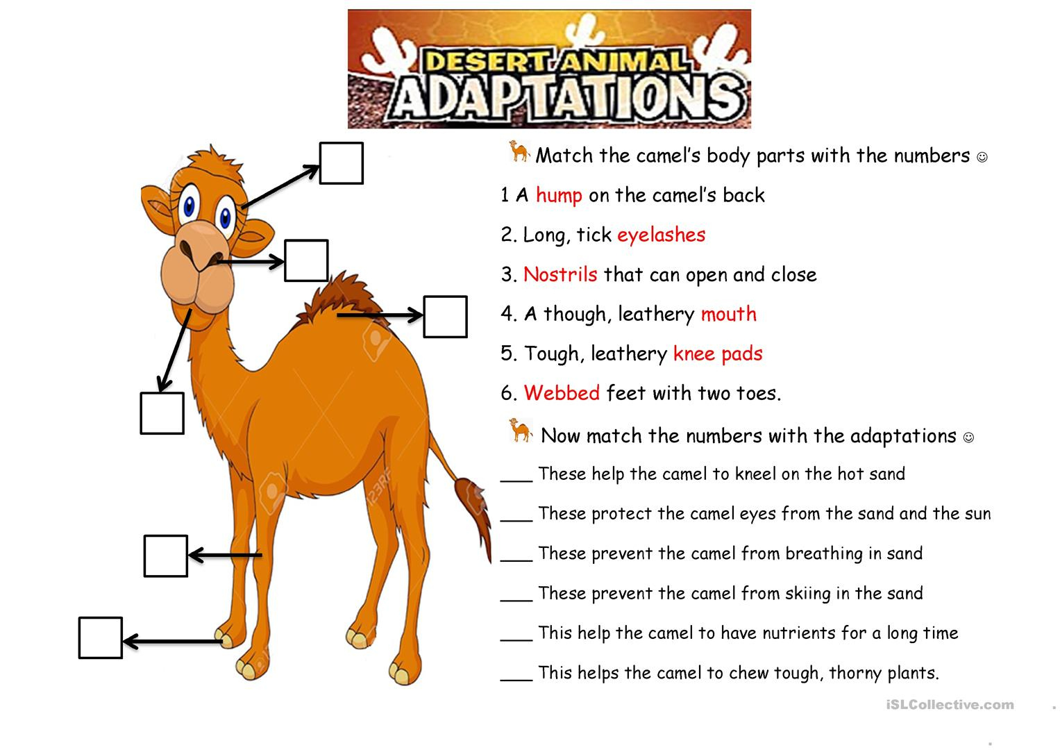 Free Printable Worksheets Animal Adaptations Printable Worksheets