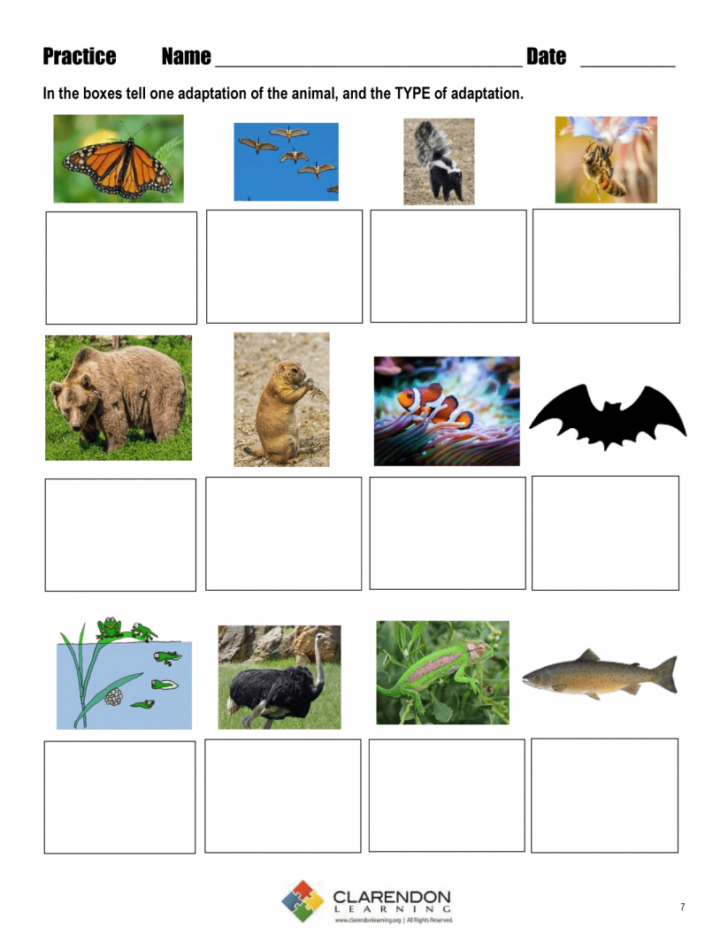 Free Printable Worksheets Animal Adaptations