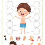 Free Printable Worksheets Kindergarten Body Parts 159
