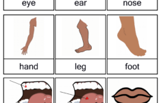 Free Printable Body Parts Flashcards Free Printable For Learning