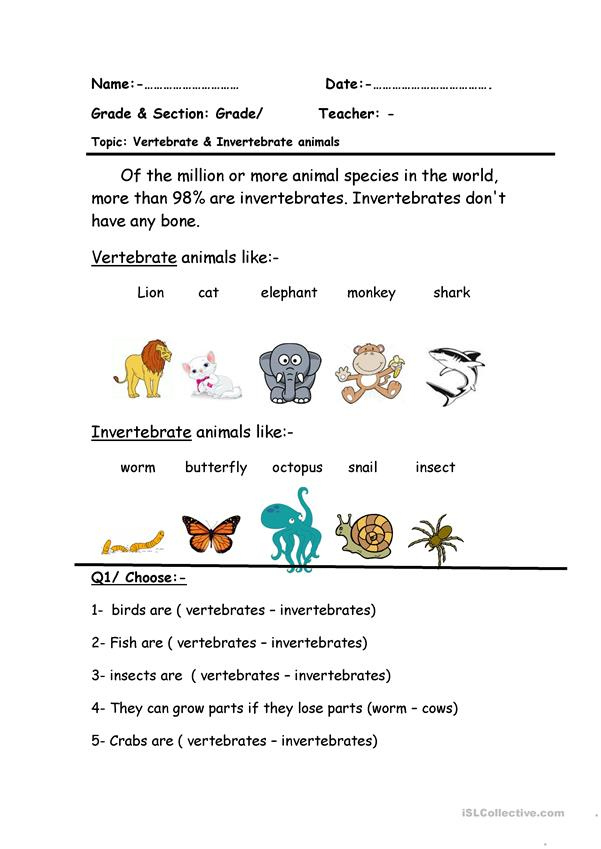 Vertebrate Invertebrate Worksheet Free ESL Printable Worksheets 