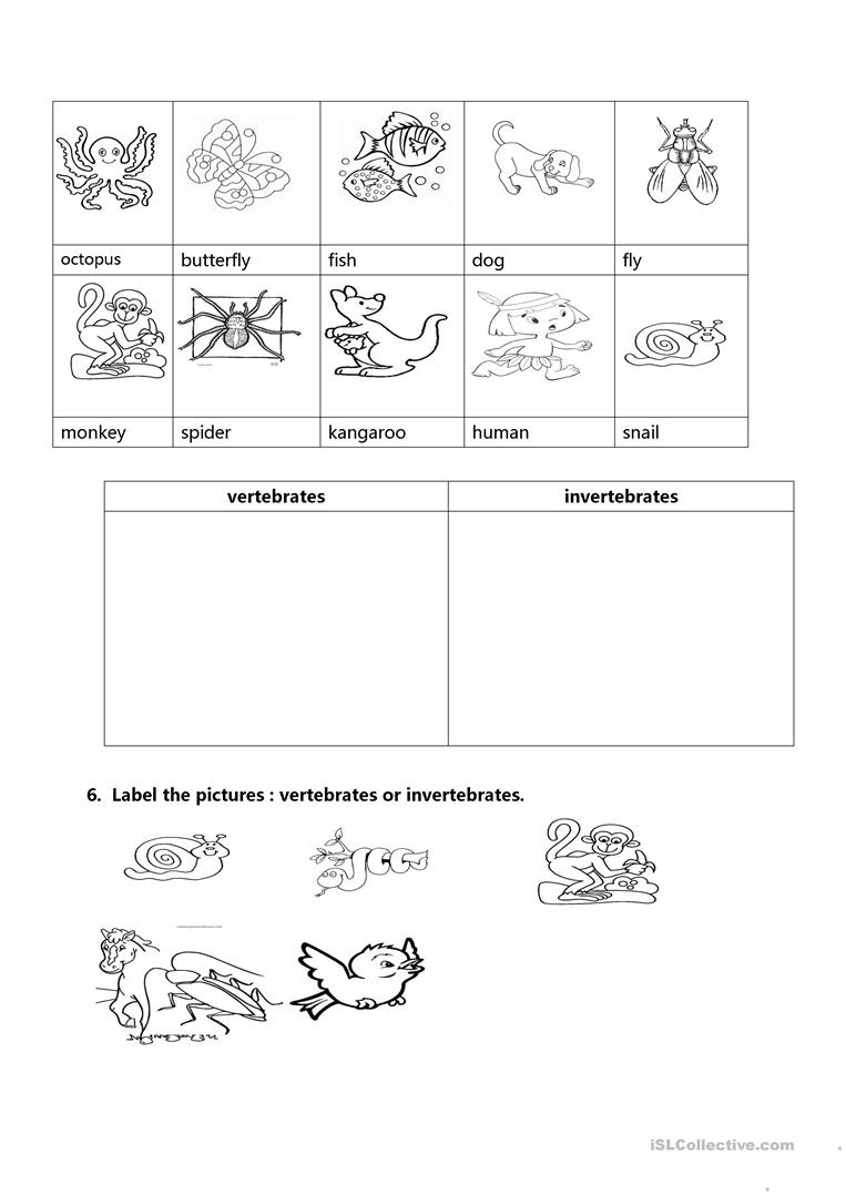 Vertebrates And Invertebrates Worksheet Free ESL Printable Worksheets 