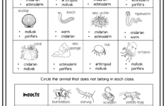 Vertebrates Invertebrates Interactive Notebook Worksheet Science
