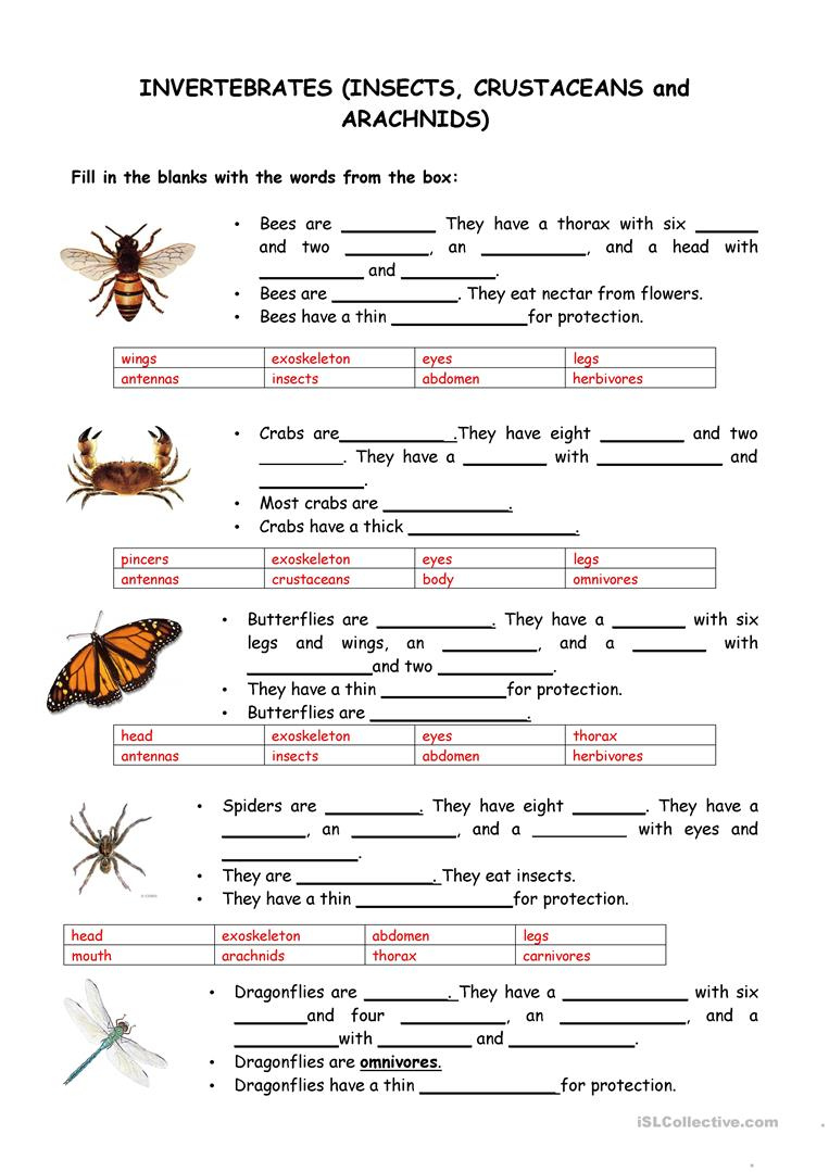 Animals Vertebrates And Invertebrates Worksheet Free ESL Printable 