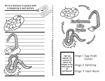 WORMS A Booklet Of Activities Celebrating Earthworms Worm Farming 