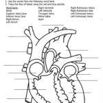 Heart Diagram Printable Worksheet 159