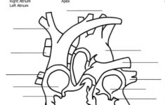 heart diagram printable worksheet 159 1 8 5Th Grade Science Heart Worksheet Heart Diagram Human Heart