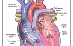 Free Printable Diagram Of The Human Heart