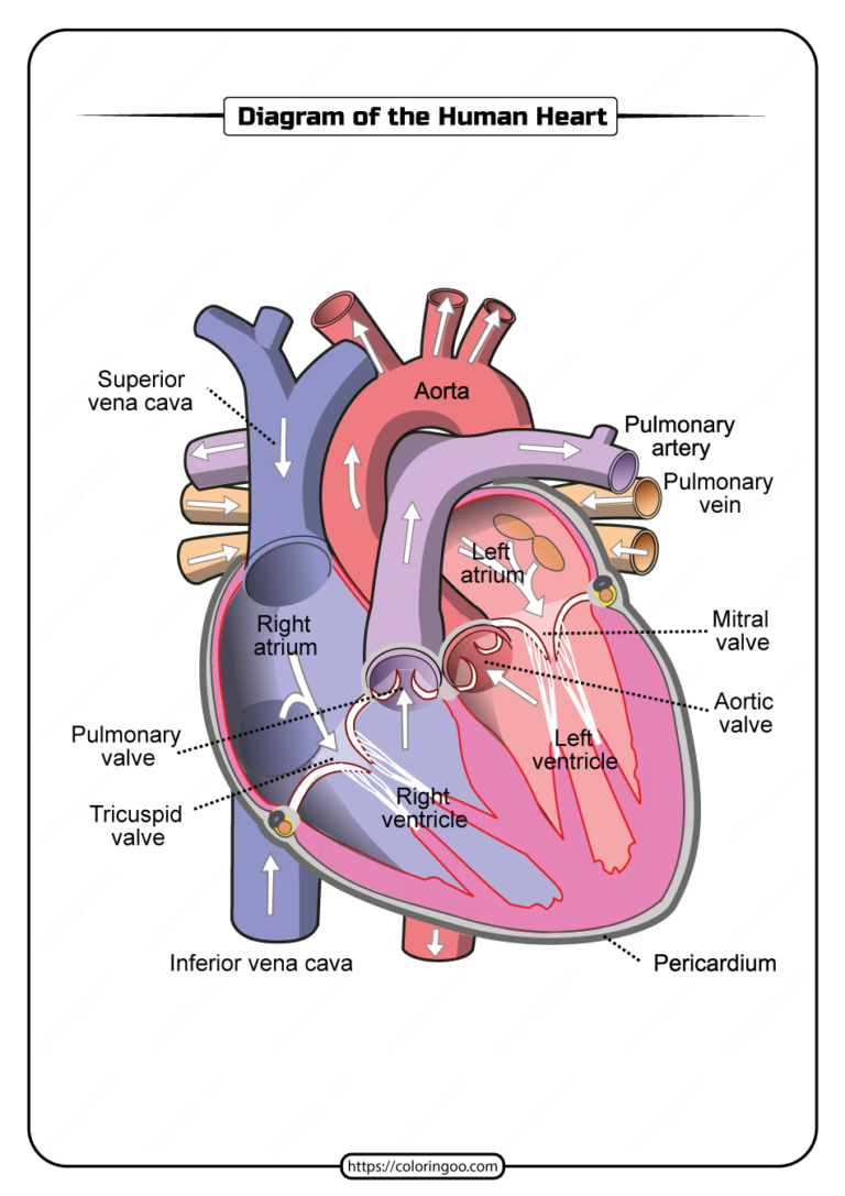 heart-diagram-printable-worksheet-159-lyana-worksheets