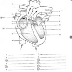 Heart Diagram Printable Worksheet 159