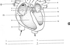 Heart Diagram Printable Worksheet Printable Worksheets