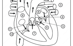 Printable Diagram Of The Human Heart Pdf Worksheet