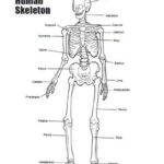Human Skeleton Printable Worksheet 159