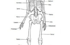human skeleton printable worksheet 159 1 Image Result For Human Skeleton Printable Worksheet Homeschool