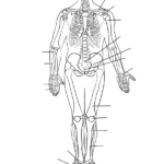 Human Skeleton Printable Worksheet 159