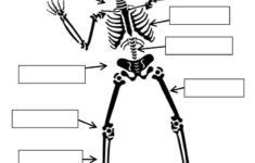 Human Skeleton Quiz Printable Tenderness co Human Skeleton