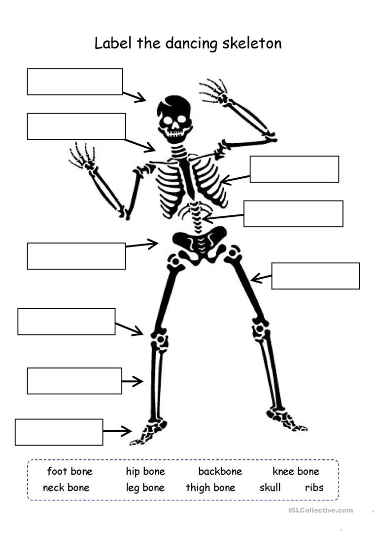 Human Skeleton Quiz Printable Tenderness co Human Skeleton 
