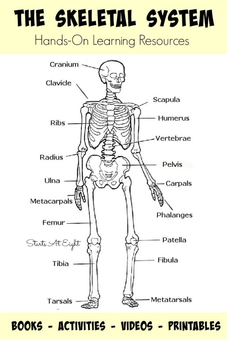 Human Skeleton Printable Worksheet
