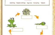 life cycle of a frog free printable worksheets 159 2 Pin On Homeschooling