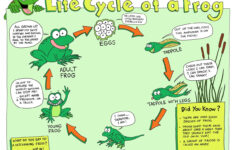 Life Cycle Of A Frog Free Printable Book Free Printable