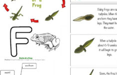 Frog Life Cycle Activities Free Printables Natural Beach Living