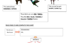 The Amazon Rainforest Animals Worksheet