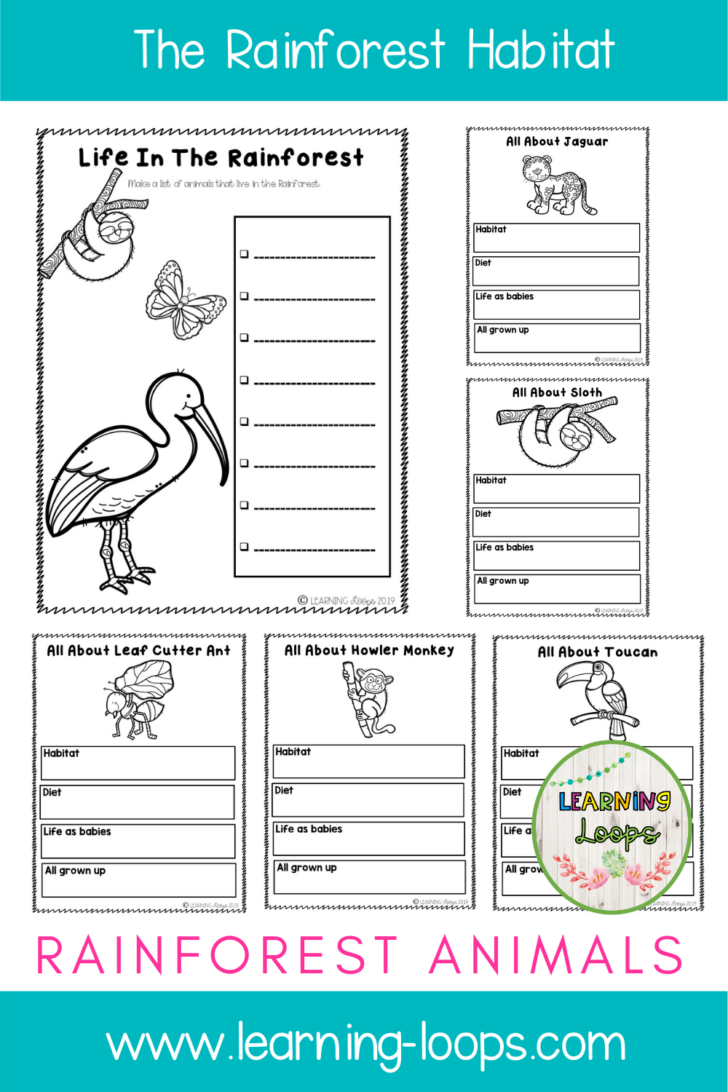 Rainforest Printable Worksheets159 Lyana Worksheets