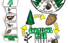 Free Life Cycle Of A Christmas Tree Worksheet pertaining to Life Cycle of a Christmas Tree Worksheets