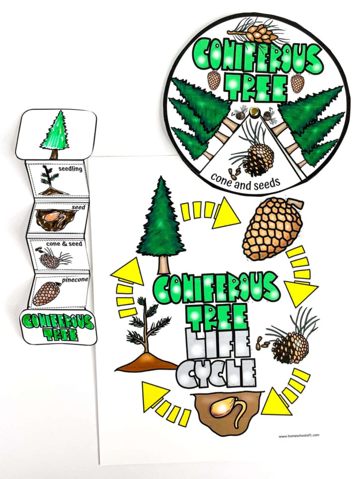 Life Cycle of a Christmas Tree Worksheets Life Cycle of a Christmas Tree Worksheets