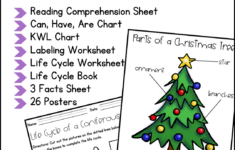 Life Cycle Of A Christmas Tree Activities, Worksheets, Booklet with Life Cycle of a Christmas Tree Worksheets
